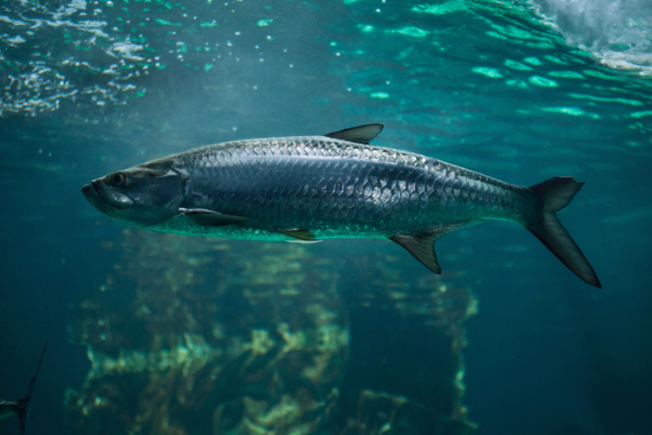 Inshore Tarpon Fishing